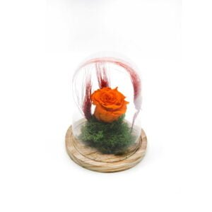 Cupolă cu trandafir criogenat Orange Rose 1-8 Martie