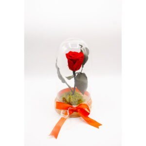 Cupolă cu trandafir criogenat Red Rose 1-8 Martie