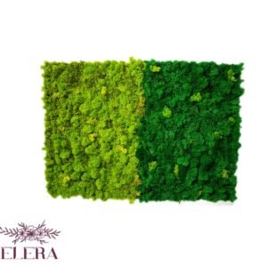 Tablou cu licheni Green Beauty 55×65 cm Casă și grădină