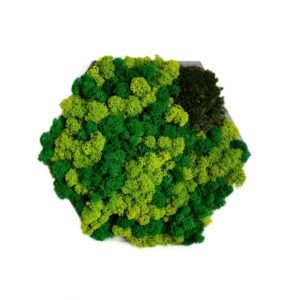 Tablou cu licheni personalizat Hexagon verde  34 cm Personalizeaza