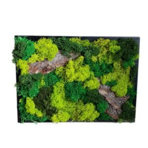 Tablou cu Licheni și Mușchi Bombați 170×70 cm Casă și grădină