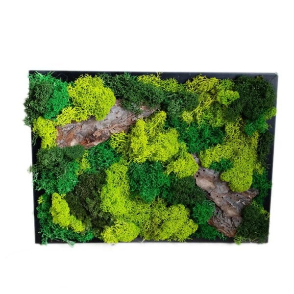 Tablou cu Licheni , Mușchi bombați și Scoarță de copac 25×30 cm Cadouri speciale