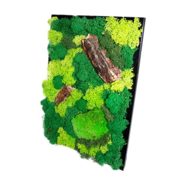Tablou cu Licheni, Mușchi bombați și Scoarță de copac 25×30 cm Cadouri speciale