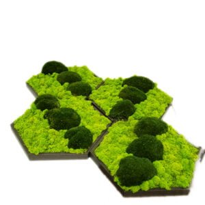 Tablou cu licheni personalizat cu mușchi bombați Hexagon  – 34 cm Personalizeaza