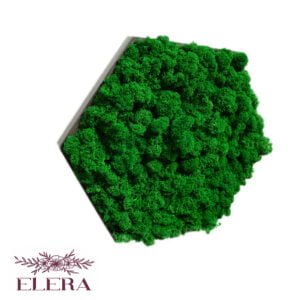 Tablou cu licheni personalizat cu verde Hexagon  34 cm Personalizeaza