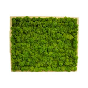 Tablou cu licheni  personalizat verde deschis 40×50 cm Tablou licheni baie